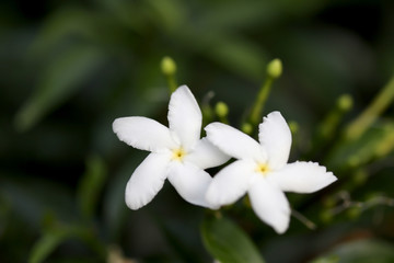 Small white flowers with green leaves blurred background in garden. Close up The Gardenia Crape Jasmine flower.