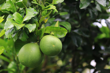 A pair of green Grapefruit hanging on a Grapefruit tree in the garden