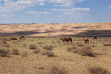 Fototapeta na wymiar Camels Camelus bactrianus in mongolian steppe
