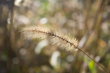 Wild spike. Steppe herb. Macro plant