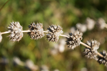 Dry prickle. Steppe thorn. Dry plant in the autumn. Macro plant. Dry herb.