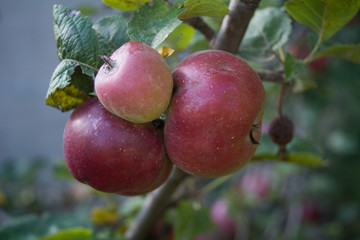 Cluster of red apples on the branch.