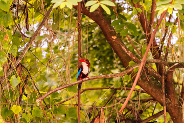 beautiful bird in nature