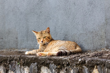 wild common cat at outside house area