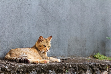 wild common cat at outside house area
