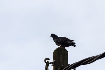 beautiful bird in nature