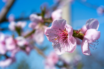 Spring time. Blossom tree. Almond flowers