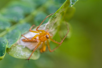lynx spider standing on green leaf