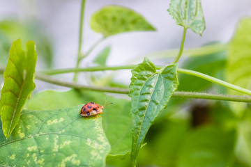 beautiful ladybug in nature