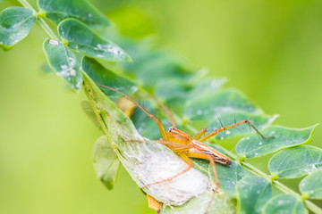 lynx spider standing on green leaf