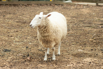 Obraz premium White Sheep