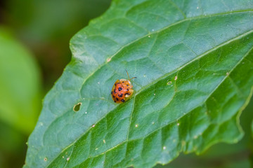 beautiful ladybug in nature
