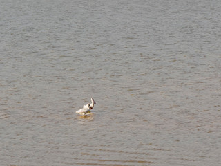 Two Black faced spoonbill standing in the sea