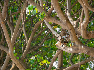 Two Sooty headed bulbul standing on a brunch of a tree
