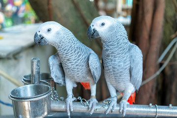 Obraz premium Portrait African grey parrot on a branch. This is a bird that is domesticated and raised in the home as a friend