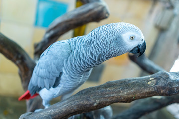 Fototapeta premium Portrait African grey parrot on a branch. This is a bird that is domesticated and raised in the home as a friend