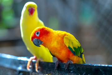 Lovebird parrots sitting together. This birds lives in the forest and is domesticated to domestic animals