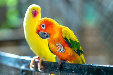 Lovebird parrots sitting together. This birds lives in the forest and is domesticated to domestic animals