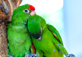 Lovebird parrots sitting together. This birds lives in the forest and is domesticated to domestic animals