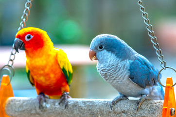 Lovebird parrots sitting together. This birds lives in the forest and is domesticated to domestic animals