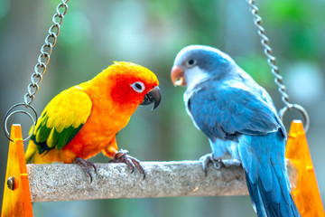 Lovebird parrots sitting together. This birds lives in the forest and is domesticated to domestic animals