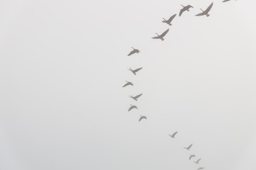 Geese flying in the fog