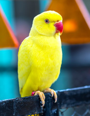 Portrait of Yellow Indian Ringneck Parakeet in the reserve. This is a bird that is domesticated and raised in the home as a friend