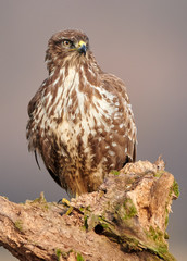 Common buzzard (Buteo buteo) close up