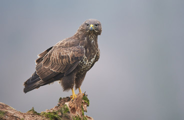 Common buzzard (Buteo buteo) close up