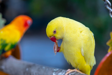 Portrait of Yellow Indian Ringneck Parakeet in the reserve. This is a bird that is domesticated and raised in the home as a friend