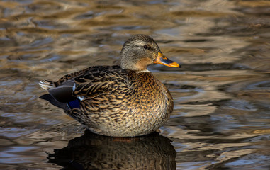 Mallard female hanging out in a calm river