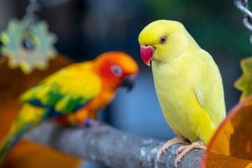 Portrait of Yellow Indian Ringneck Parakeet in the reserve. This is a bird that is domesticated and raised in the home as a friend