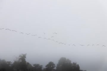 Geese flying over trees in the fog