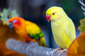 Portrait of Yellow Indian Ringneck Parakeet in the reserve. This is a bird that is domesticated and raised in the home as a friend