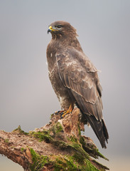 Common buzzard (Buteo buteo) close up