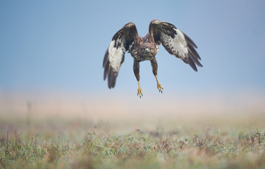 Common buzzard (Buteo buteo) in flight