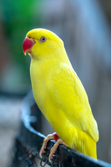 Portrait of Yellow Indian Ringneck Parakeet in the reserve. This is a bird that is domesticated and raised in the home as a friend