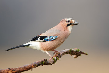 Eurasian jay (Garrulus glandarius) close up