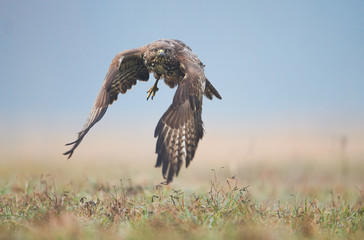Common buzzard (Buteo buteo) in flight