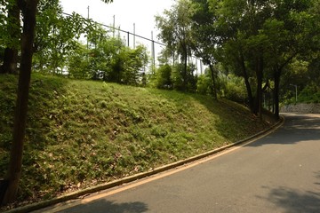 a slope filled with green grass besides campus road under sunlight in shenzhen, china