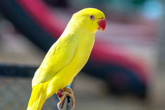 Lutino Indian Ringneck Hatch date — February 1, 2019 $725 This Lutino  Indian Ringneck parrot (or parakeet) i… | Фотографии животных, Самые милые  животные, Птички
