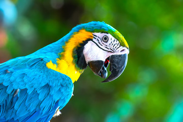 Portrait colorful Macaw parrot on a branch. This is a bird that is domesticated and raised in the home as a friend