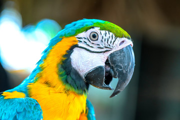 Portrait colorful Macaw parrot on a branch. This is a bird that is domesticated and raised in the home as a friend