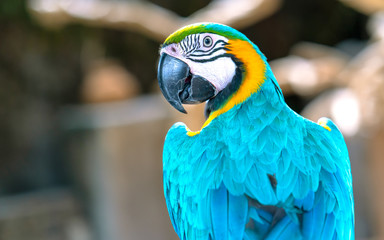 Portrait colorful Macaw parrot on a branch. This is a bird that is domesticated and raised in the home as a friend