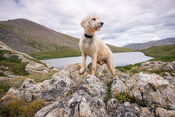 Colorado Traildog at Silver Dollar Lake #4