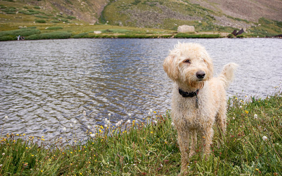 Colorado Traildog at Silver Dollar Lake #1