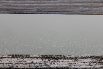 Spiderweb between two boards, close-up