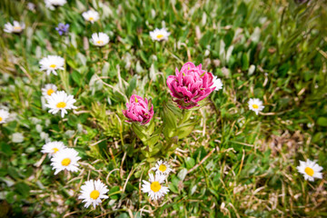 Indian Paintbrush in Field of White