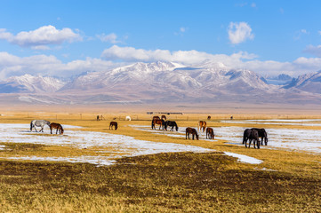 Obraz premium A herd of horses on a snowy grassland in Xinjiang, China