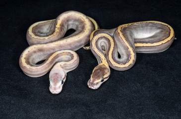 Mojave GHI Pinstripe Pastel and Mojave GHI Pinstripe Ball Pythons